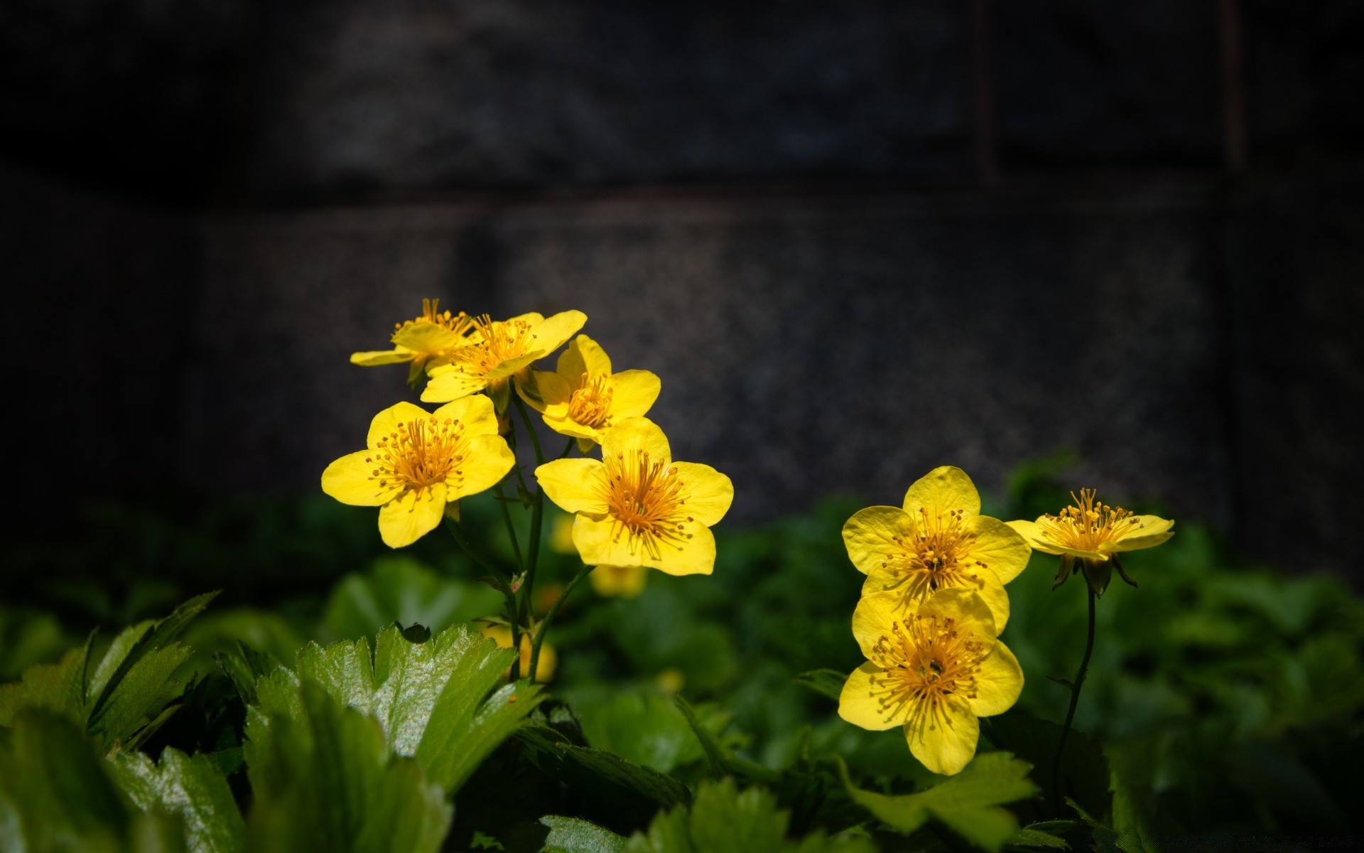 flowers nature flora flower leaf garden summer outdoors growth floral blooming color