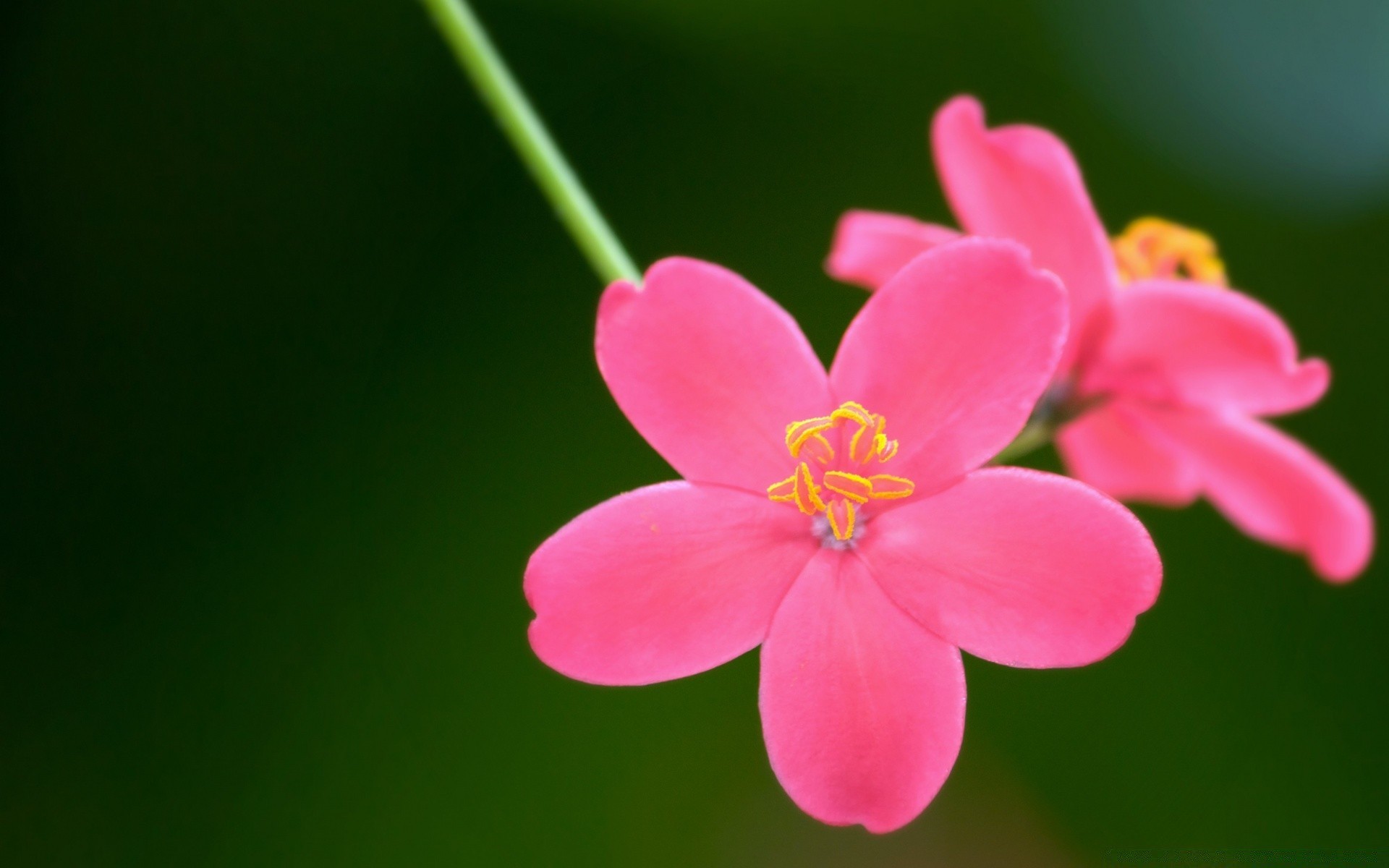 flores natureza flor verão folha flora brilhante jardim ao ar livre pétala crescimento