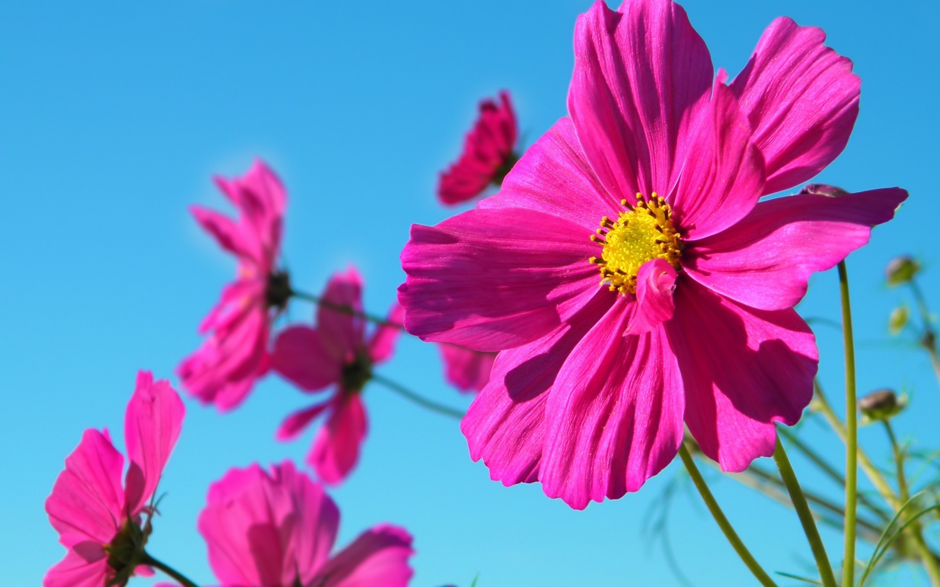 flowers flower nature summer flora garden petal cosmos leaf blooming floral beautiful color bright growth pollen field