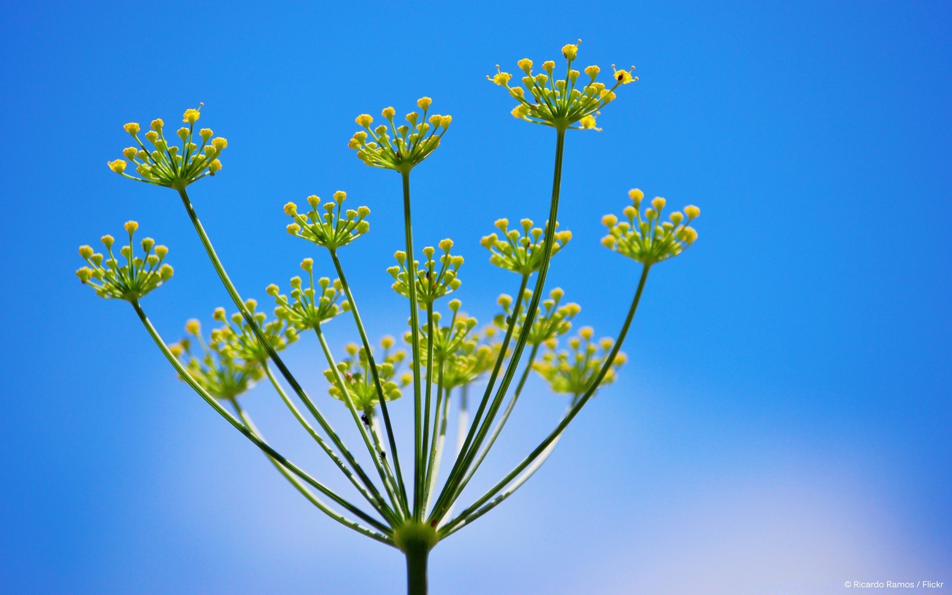 fleurs nature fleur à l extérieur feuille flore été croissance