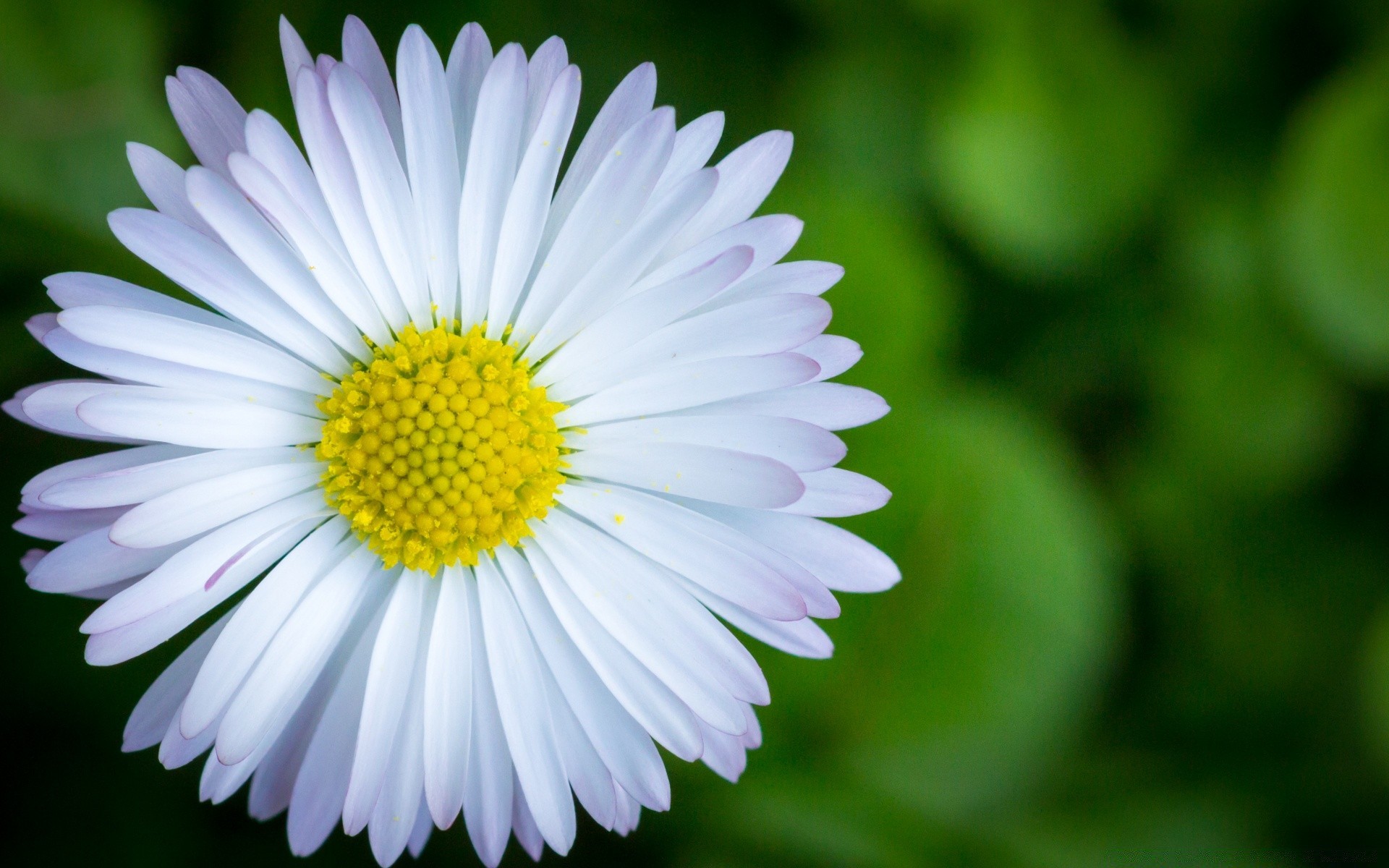 kwiaty natura flora kwiat lato ogród zbliżenie kolor bluming płatek jasny liść kwiatowy piękny