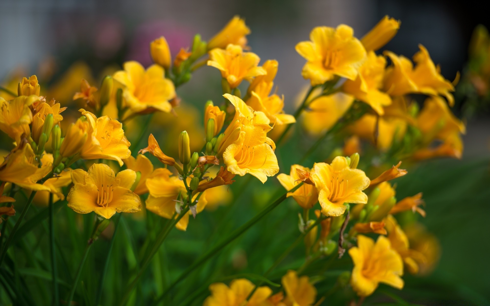 çiçekler çiçek doğa yaz flora yaprak bahçe parlak çiçek açan çiçek paskalya petal renk güzel hava sezon buket büyüme açık havada