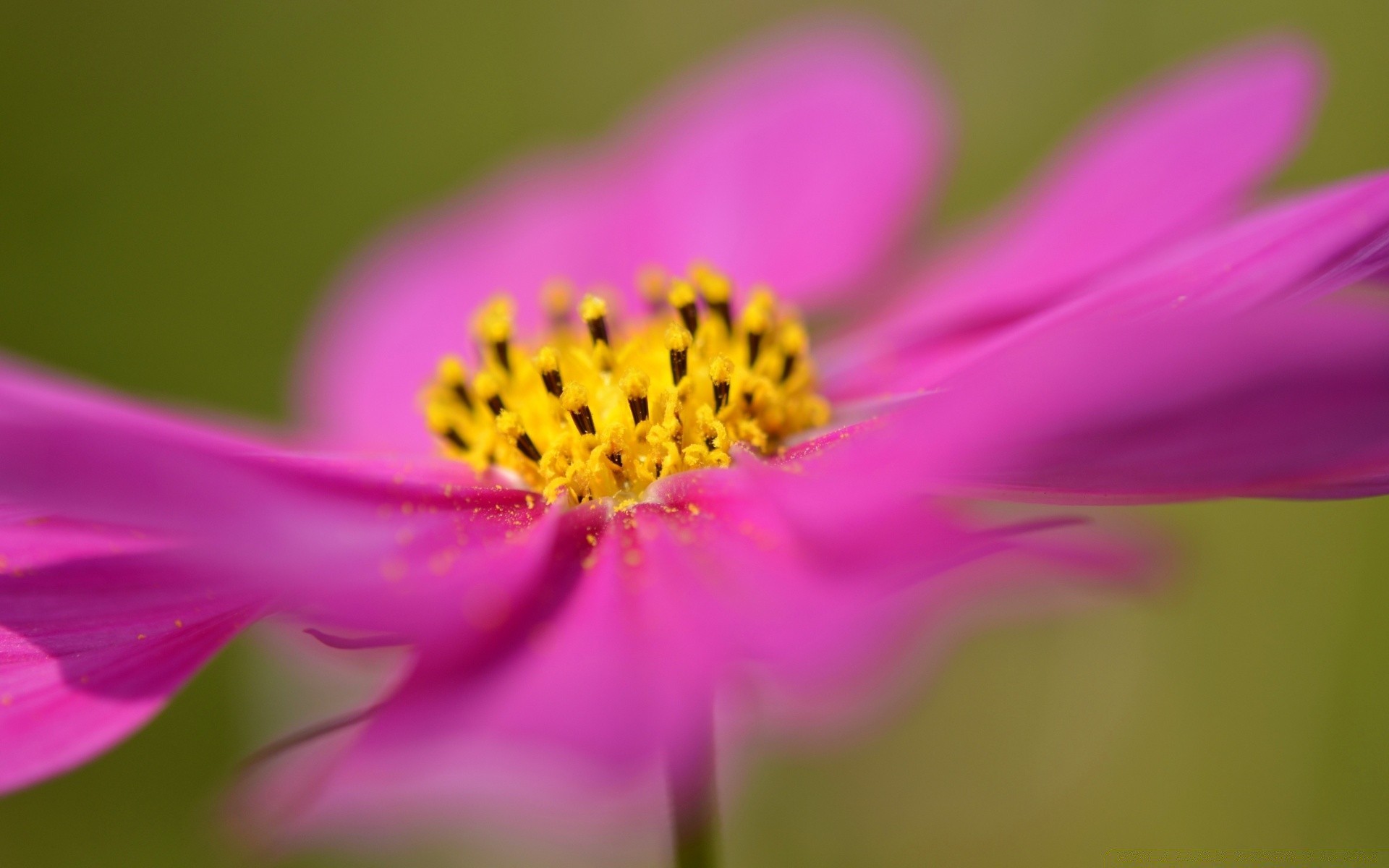 fleurs nature fleur été flore feuille flou couleur jardin