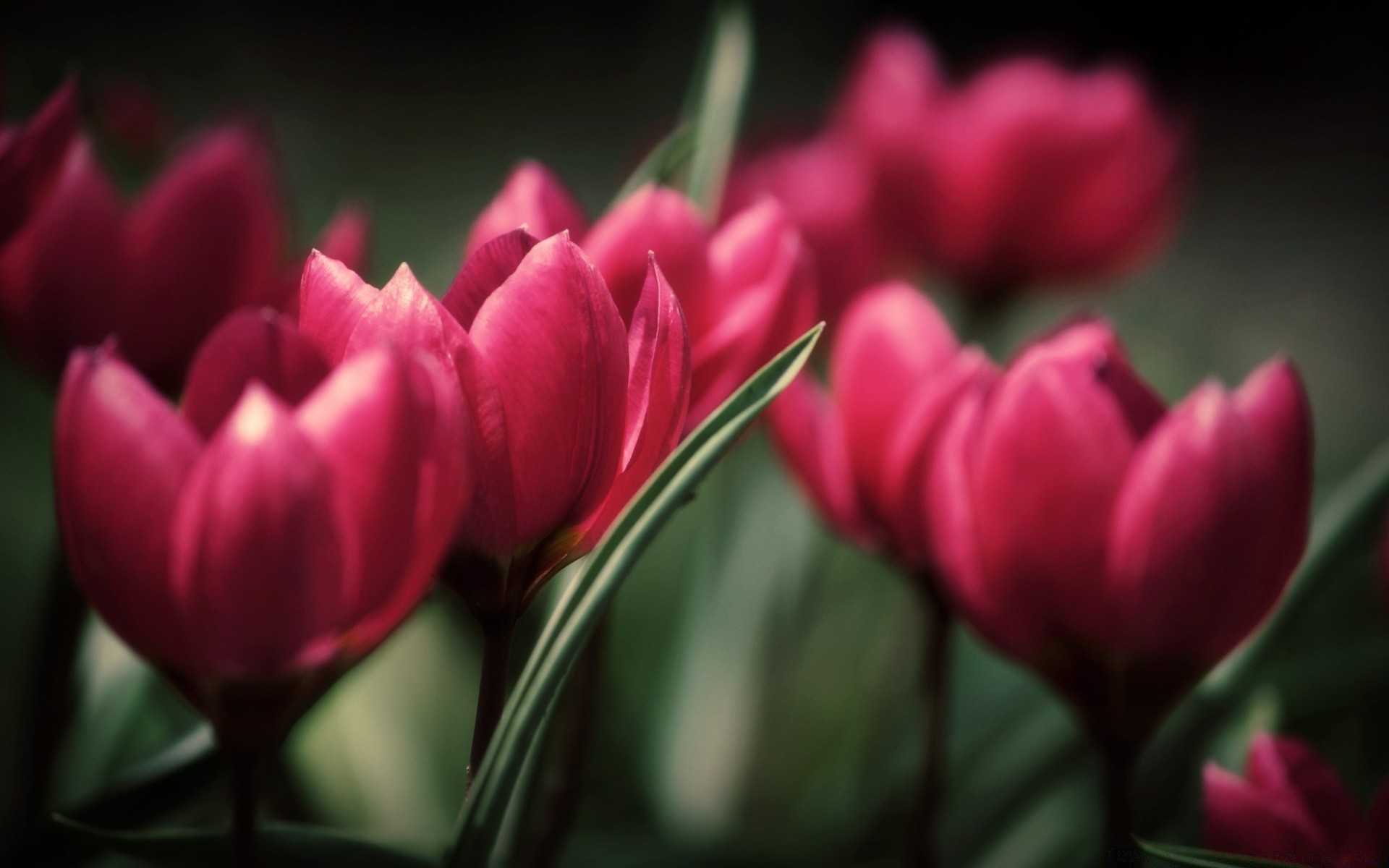 çiçekler lale çiçek doğa bahçe flora renk yaprak taçyaprağı paskalya aşk buket çiçek parlak çiçek açan romantizm lambalar flores büyüme yaz