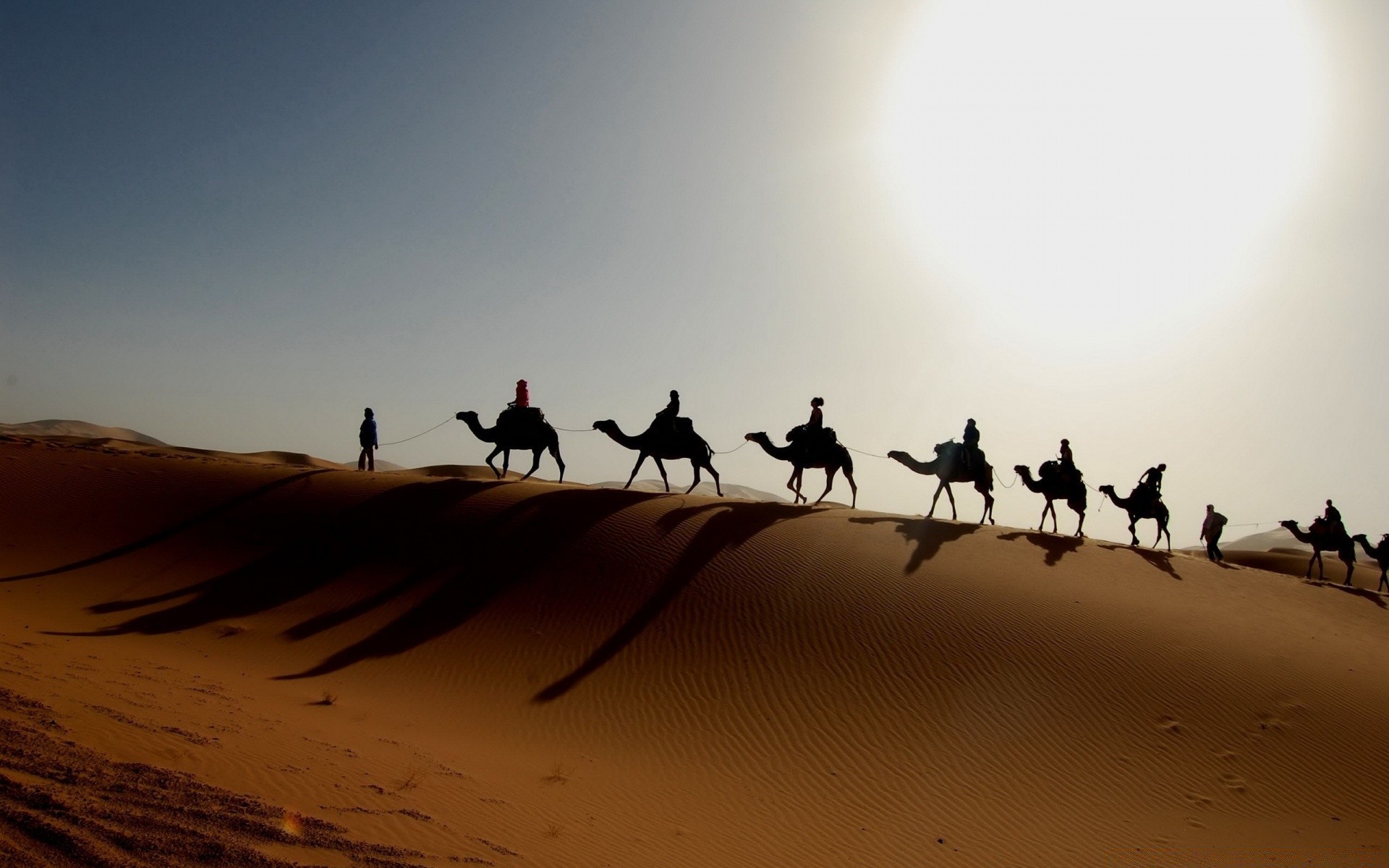 deserto sabbia cammello spiaggia tramonto viaggi paesaggio sole illuminato alba all aperto azione mammifero cielo avventura luce del giorno arid bel tempo