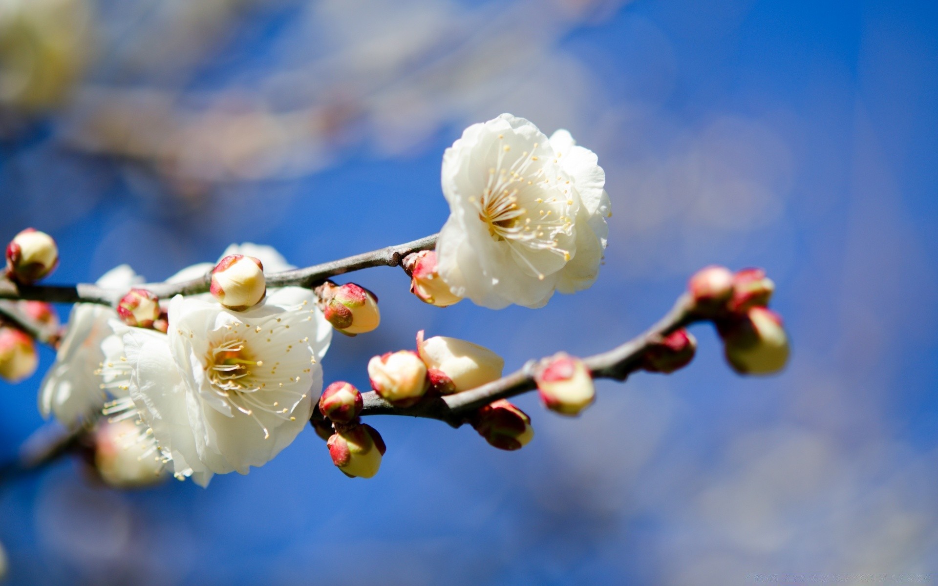 flowers flower nature cherry tree branch winter bud outdoors apple plum growth flora leaf apricot blur garden delicate easter