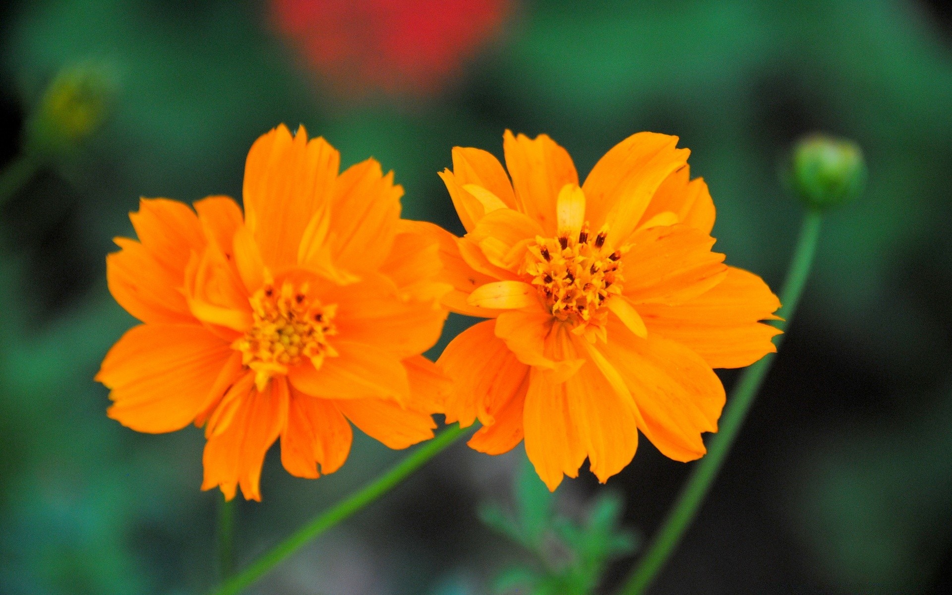 çiçekler doğa çiçek yaz flora yaprak parlak bahçe petal büyüme çiçeklenme açık havada çiçek polen renk