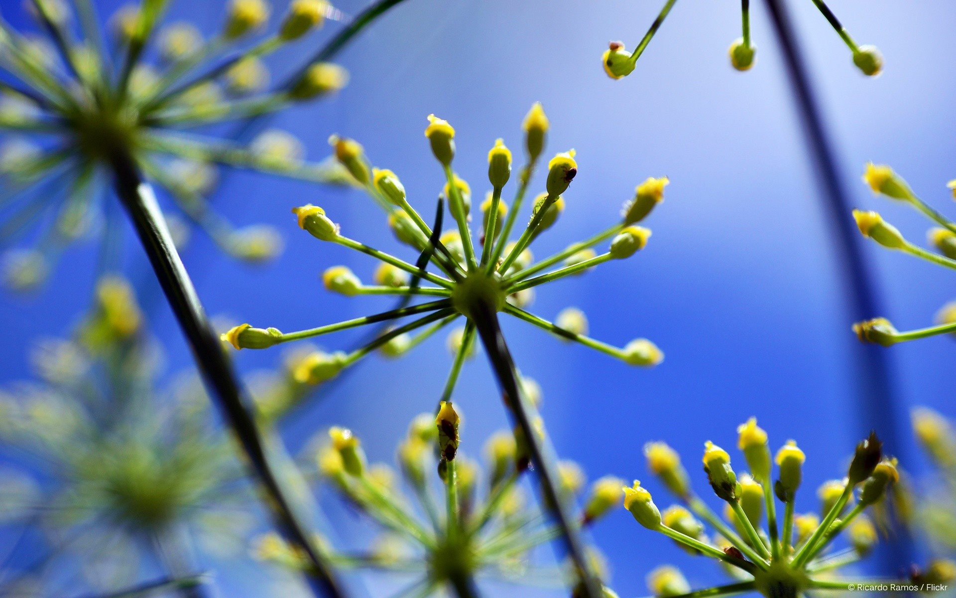 çiçekler doğa flora çiçek bahçe büyüme sezon yakın çekim çiçeklenme açık havada dostum yaprak bulanıklık yaz petal renk şube masaüstü ağaç alan