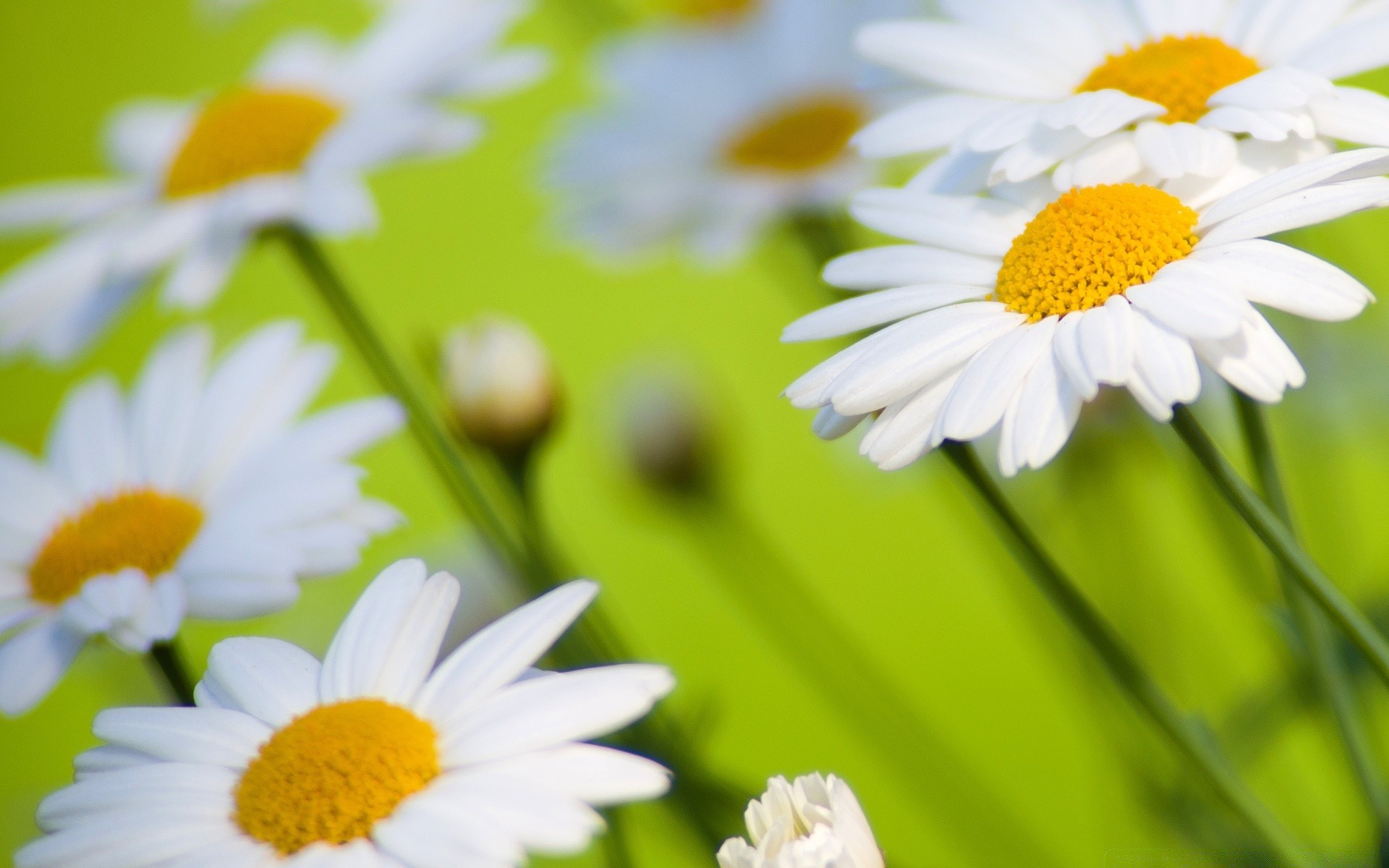 flowers chamomile nature summer flora flower leaf bright growth garden fair weather grass petal field hayfield