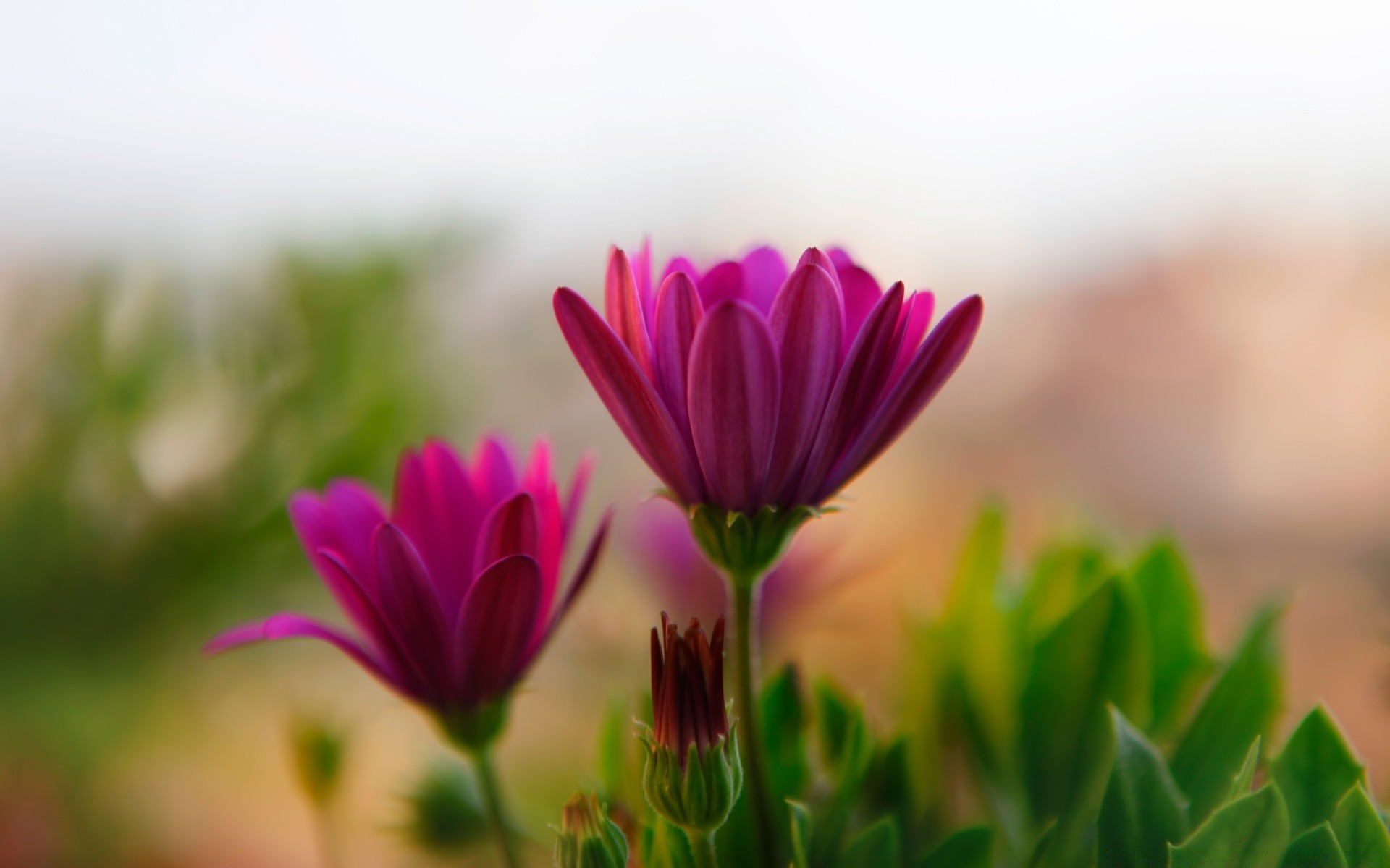 blumen natur sommer blume blatt gutes wetter flora garten sonne wachstum hell feld gras