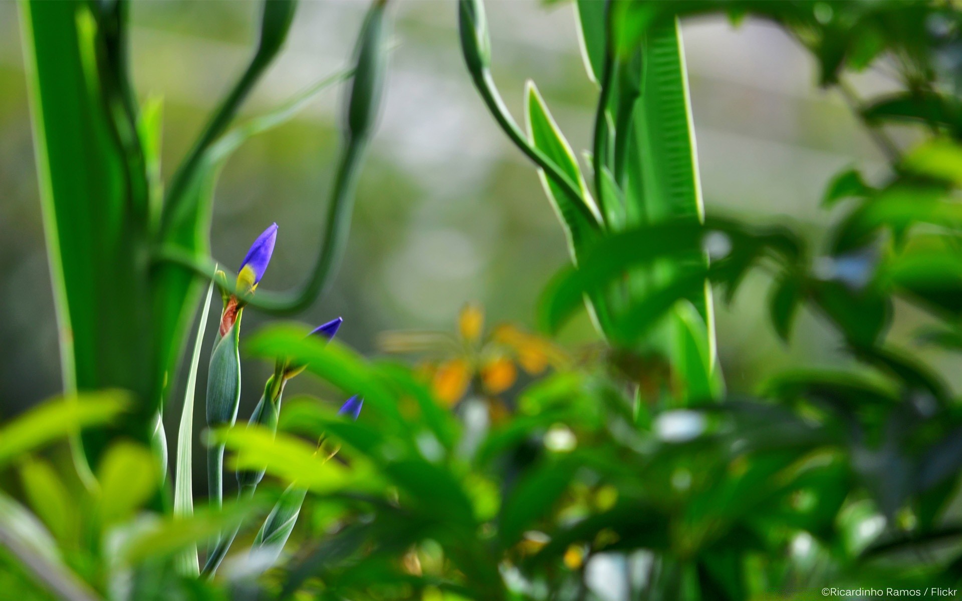 fiori foglia natura flora crescita giardino estate sfocatura fiore erba ambiente colore luminoso buccia all aperto