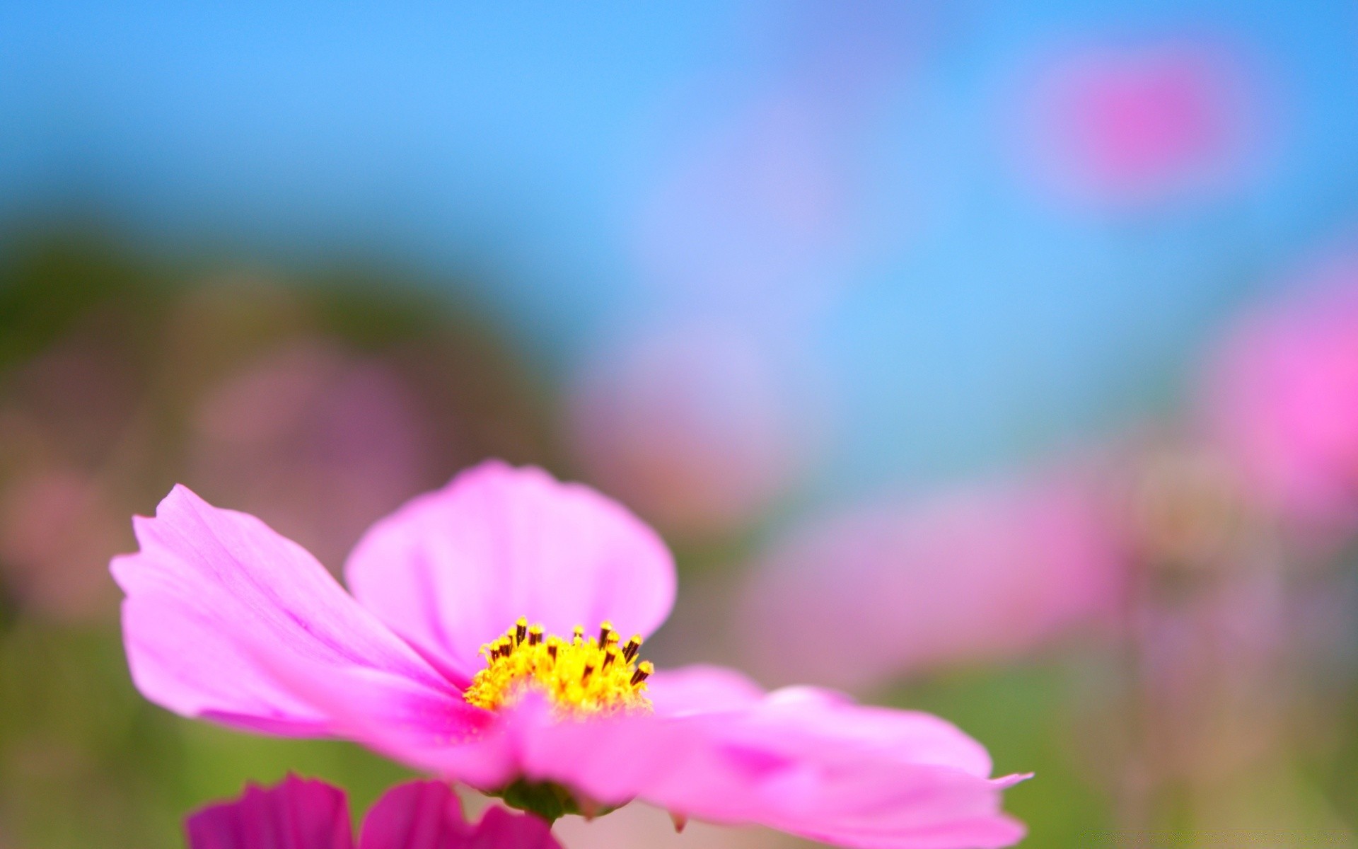 fleurs nature été fleur feuille flou à l extérieur lumineux flore beau temps dof jardin herbe croissance