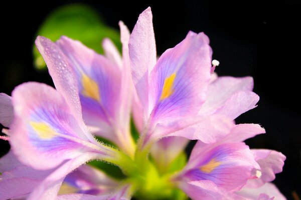 Delicadas flores sobre fondo negro