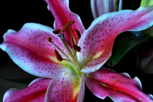 The middle of the lily close-up