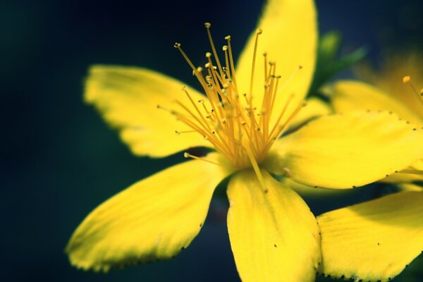 Flores amarelas em um fundo preto