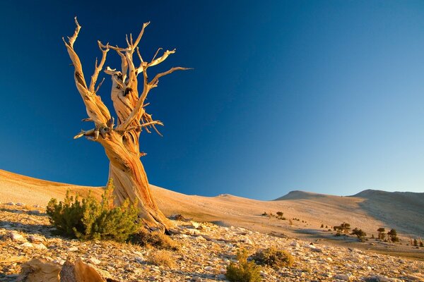 Arbre courbé dans le désert désertique