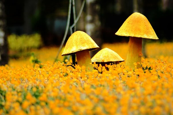 Autumn mushrooms in a blooming meadow