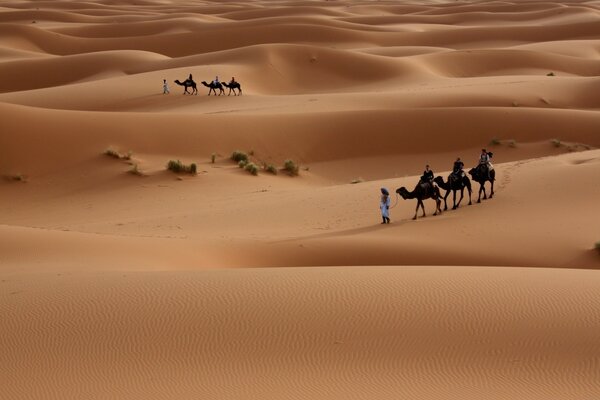 I cammelli stanchi guidano nel deserto secco