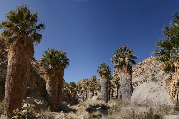 Hermosas palmeras en el desierto árido