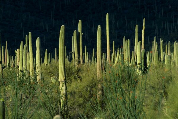 Oasis con cactus sobre fondo negro