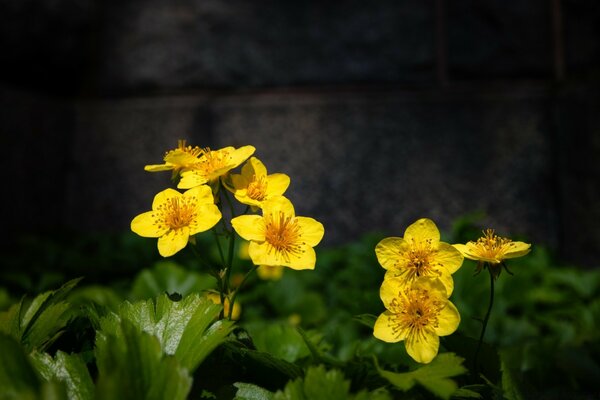 Yellow flowers on a black background