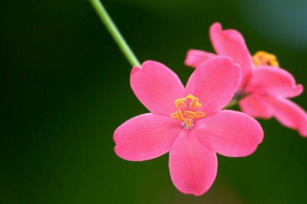 Pink flowers on a green background