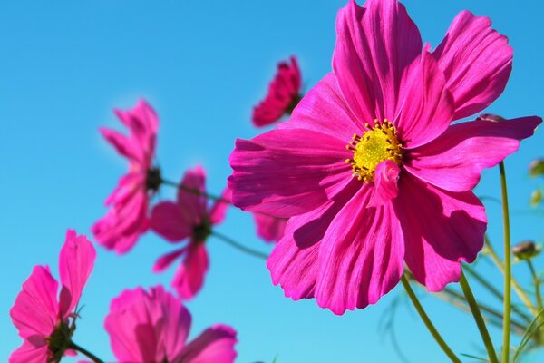 美丽的花朵在晴朗的天空