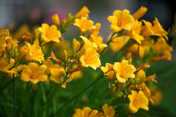 Buquê de flores silvestres amarelas