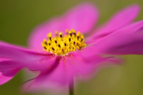 Summer pink flower on a green background