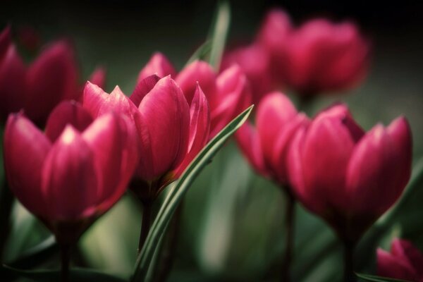 Pink irises in a darkened garden