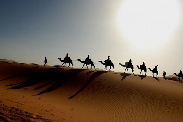 Caravana de camellos se va al atardecer