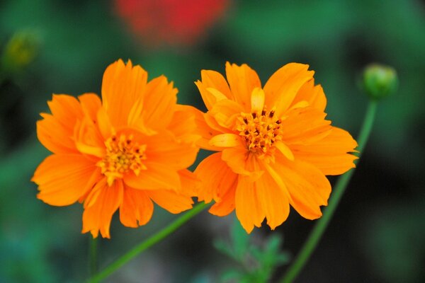 Primavera flores luzes com botão