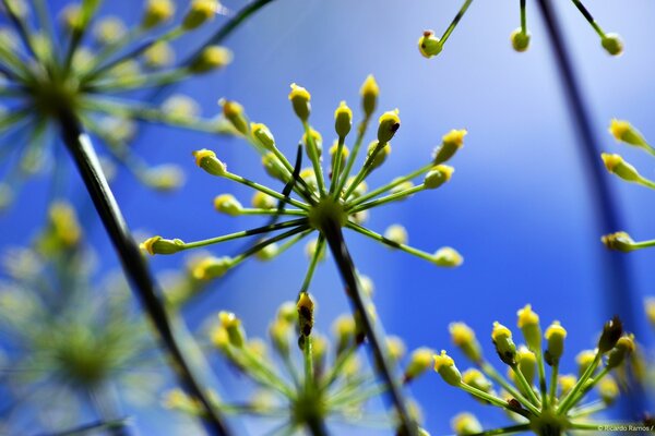 Umbrellas of inflorescences on a blue sky background