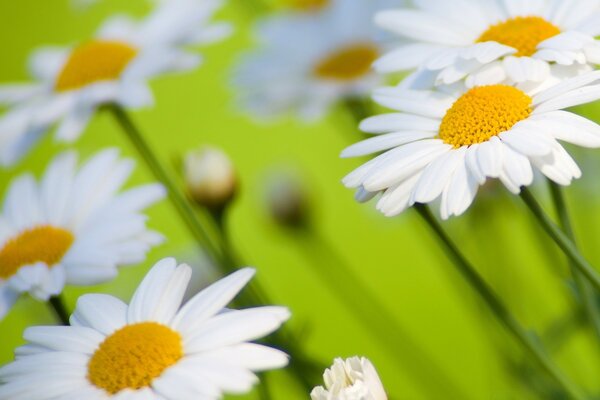 Énormes marguerites sur fond vert