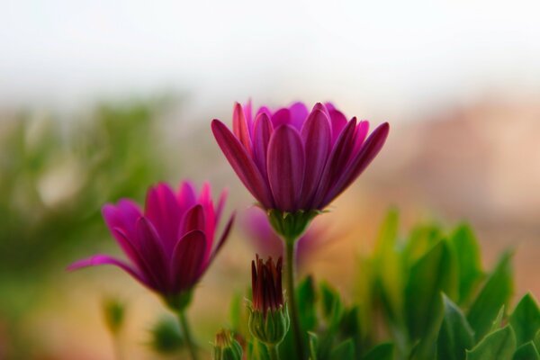 Púrpura hermosas flores en verano