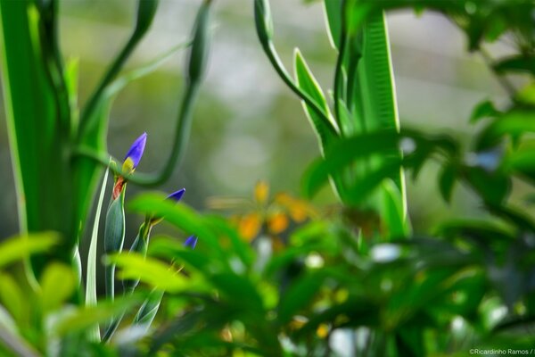 Grüns mit Irisblüten in der Ferne