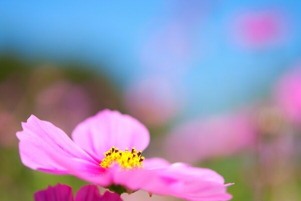 Pink flower on a bright background