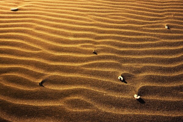 Dunas en las arenas doradas del desierto