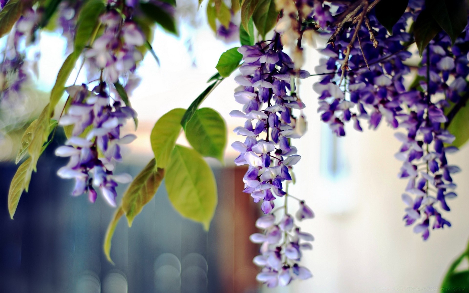 fiori natura flora fiore foglia estate giardino floreale fiore petalo all aperto viola stagione crescita selvaggio colore ramo bel tempo lavanda sfocatura