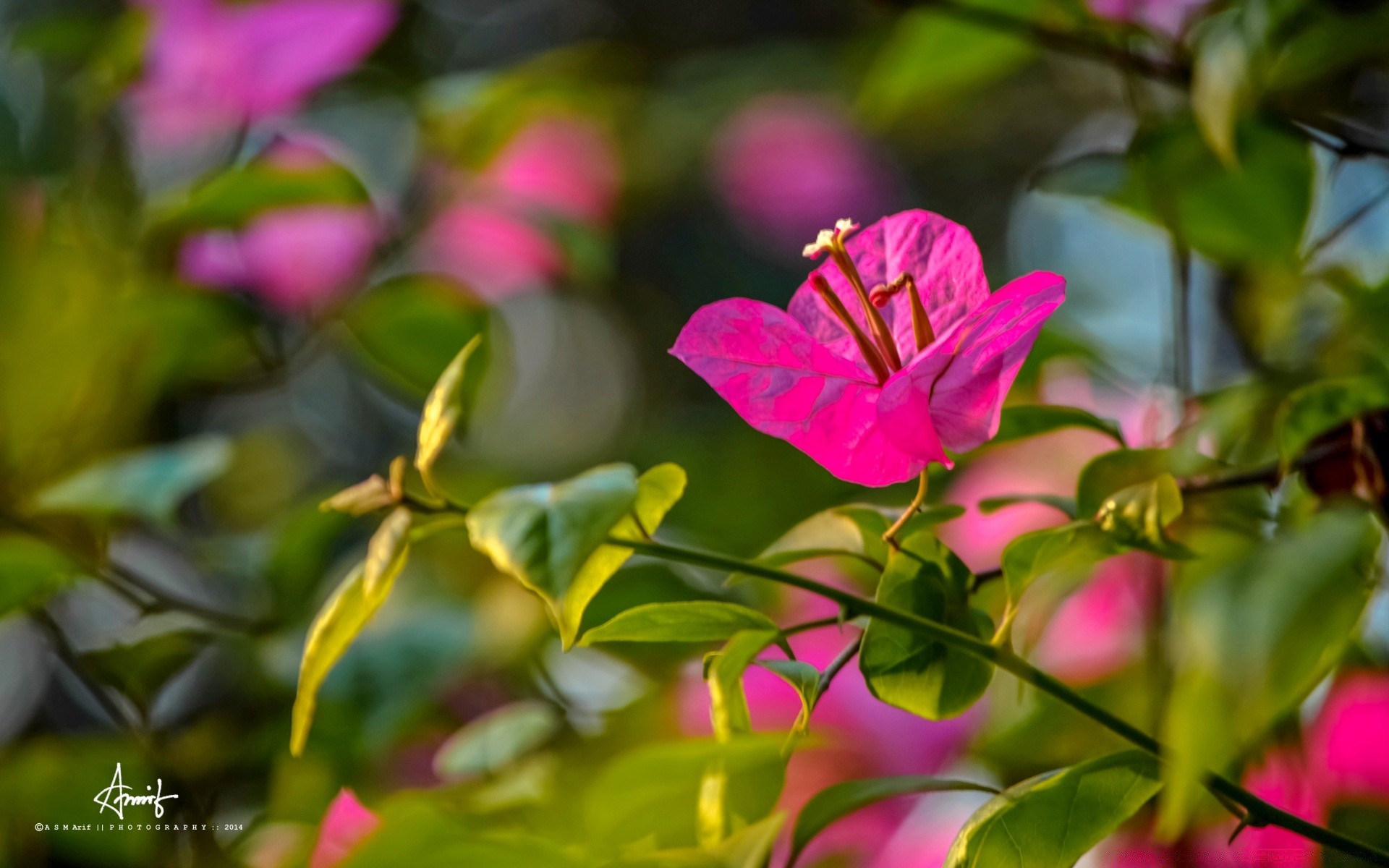 花 自然 叶 花 植物群 花园 夏天 增长 明亮 户外 颜色 热带 灌木