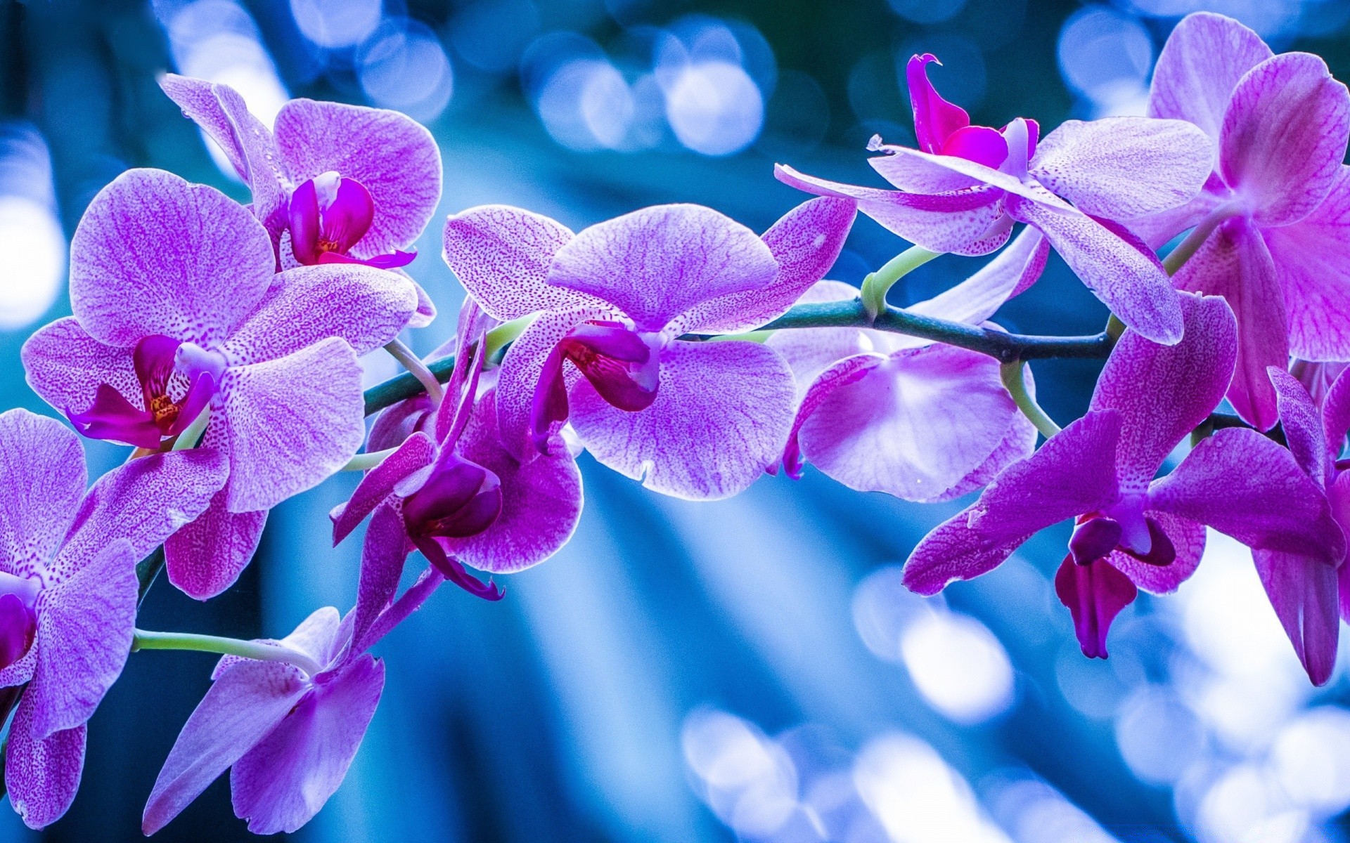 fleurs fleur flore nature tropical pétale jardin floral bluming feuille lumineux couleur exotique belle violet été romance phalaenopsis botanique décoration