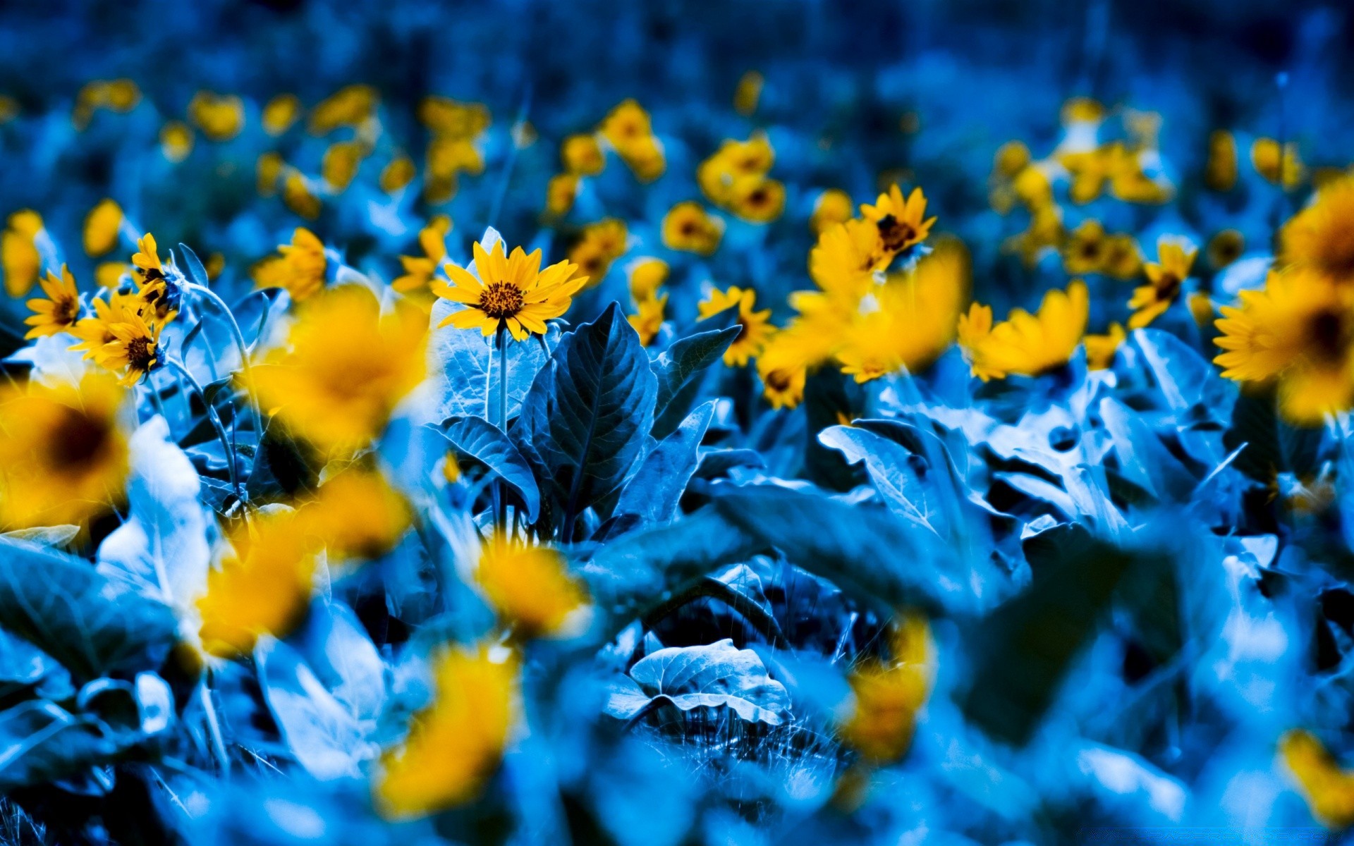 flores flor natureza flora brilhante cor temporada folha verão floral campo jardim desktop bonito close-up brilhante pétala sol ao ar livre bom tempo blooming