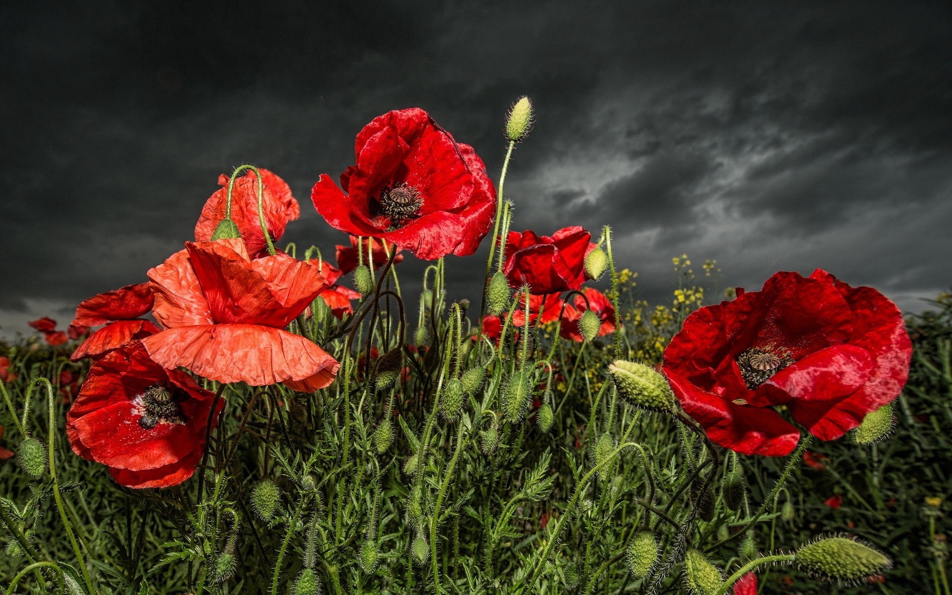 kwiaty kwiat poppy natura flora pole lato ogród kwiatowy liść bluming płatek kolor trawa sianokosy sezon jasny odkryty róża słońce