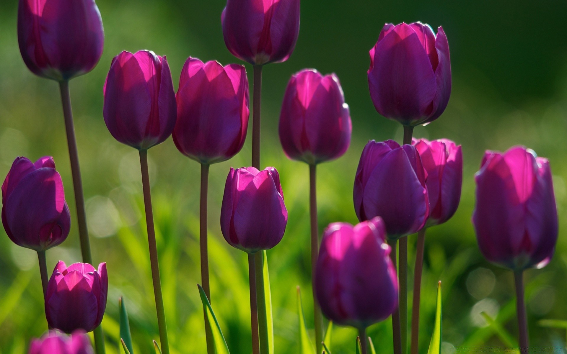 fiori natura fiore tulipano flora floreale foglia estate vivid giardino colore petalo pasqua crescita fioritura stagione all aperto bel tempo campo