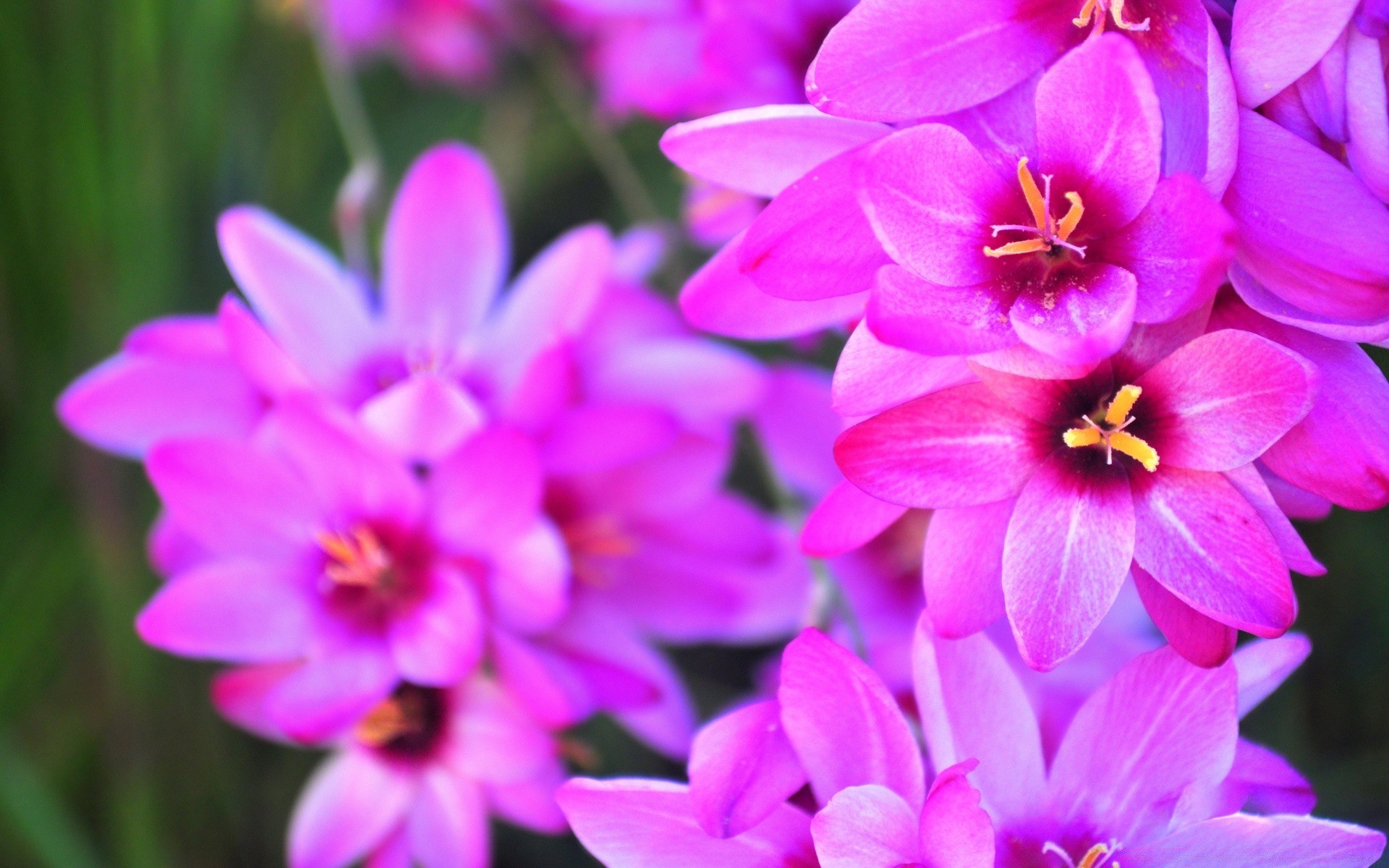 flores flor naturaleza flora jardín pétalo floral verano floración hermoso brillante hoja color primer plano violeta crecimiento temporada pascua ramo botánico