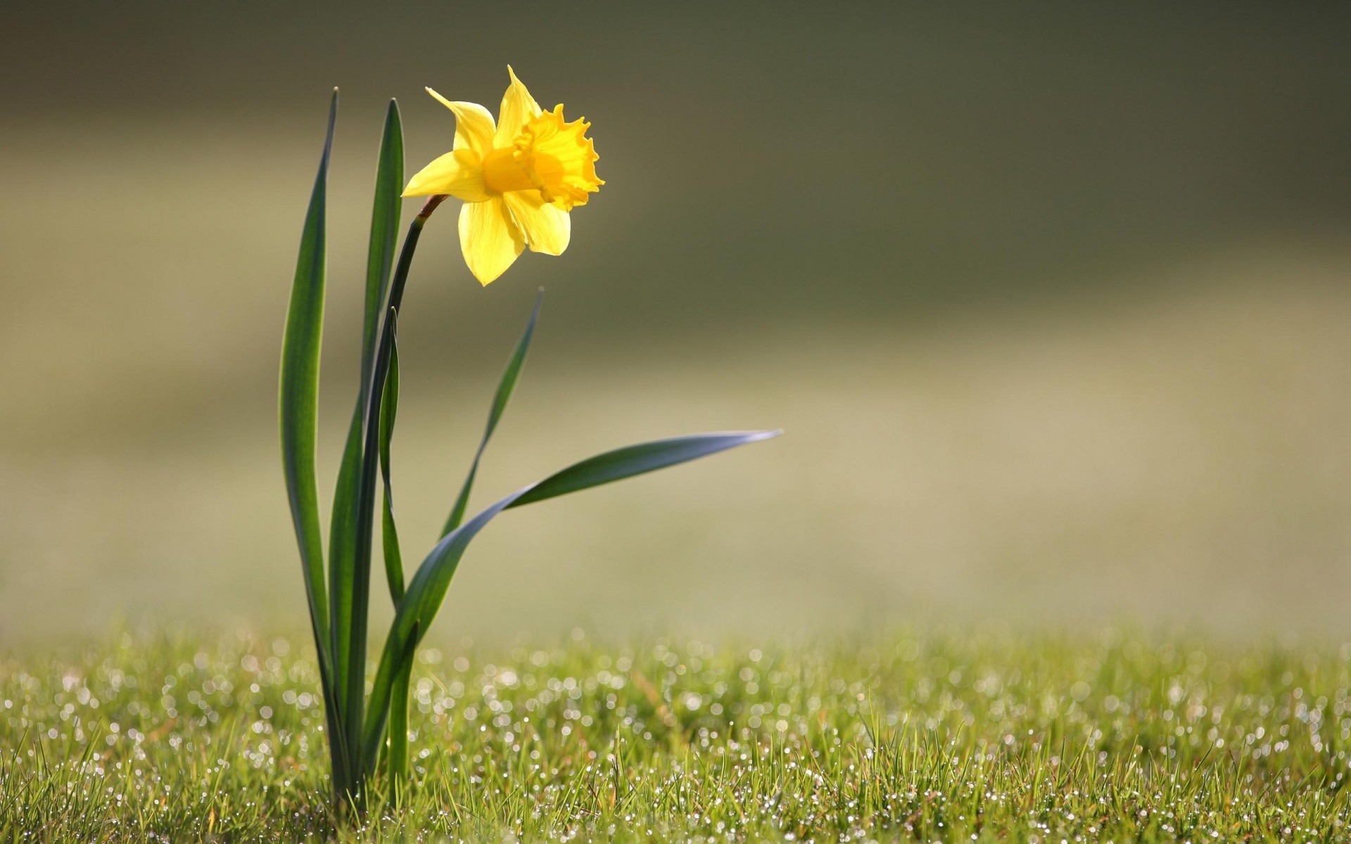 fleurs nature herbe champ fleur foin été feuille flore flou à l extérieur beau temps croissance jardin