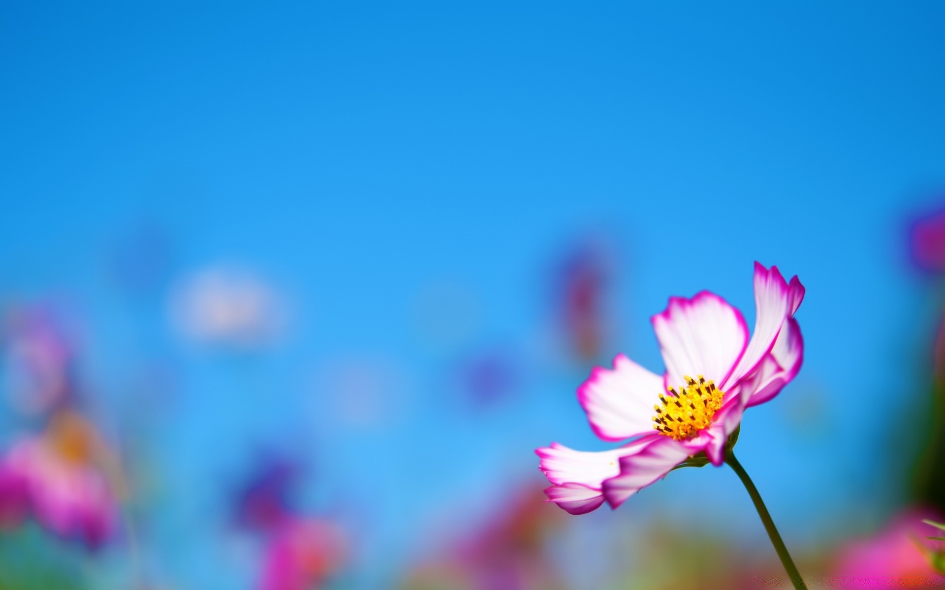 çiçekler doğa çiçek yaz bulanıklık flora parlak bahçe güzel hava dof yaprak renk büyüme güneş açık havada