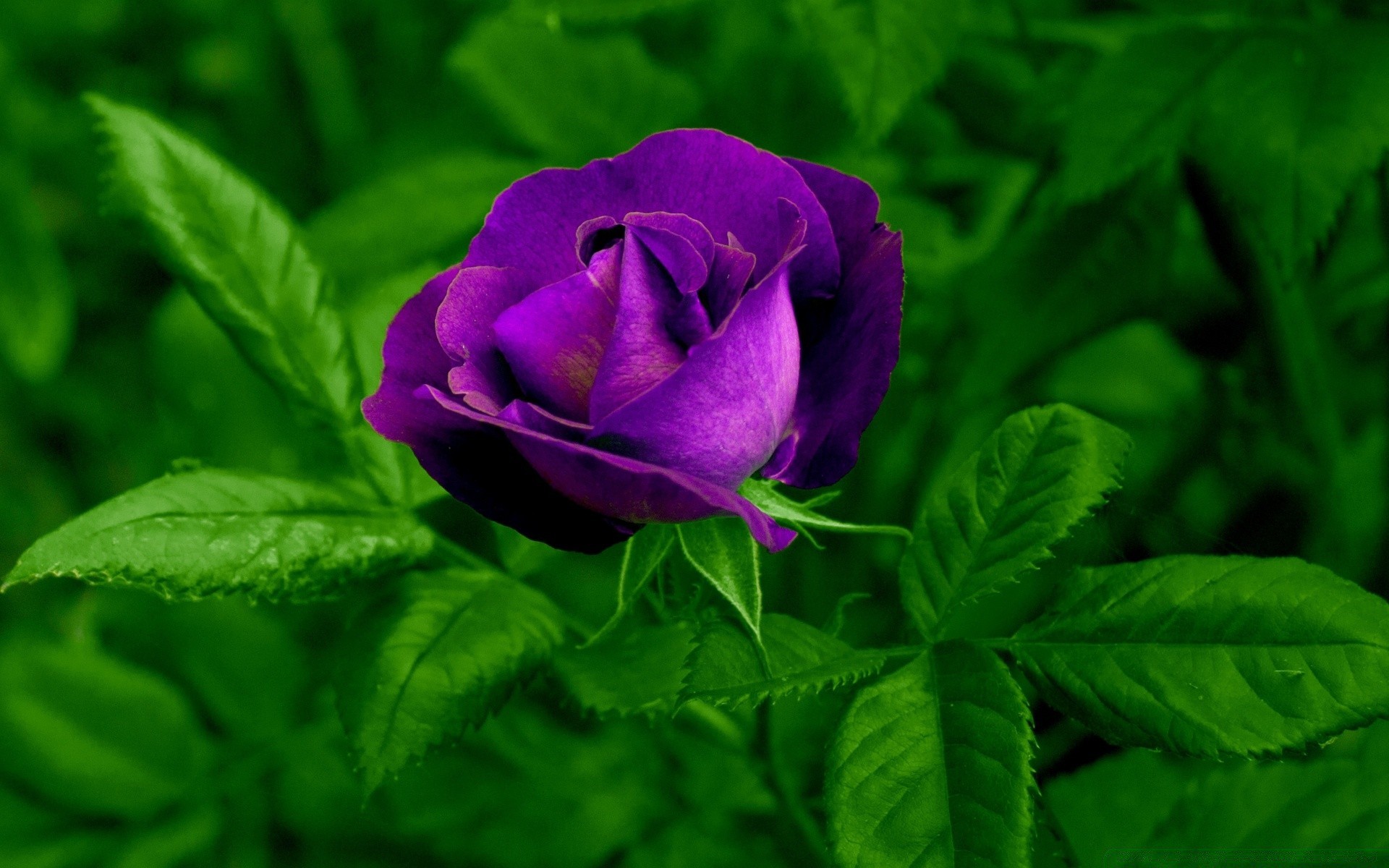 flowers leaf nature flora flower garden summer floral bright color close-up growth blooming petal botanical vibrant