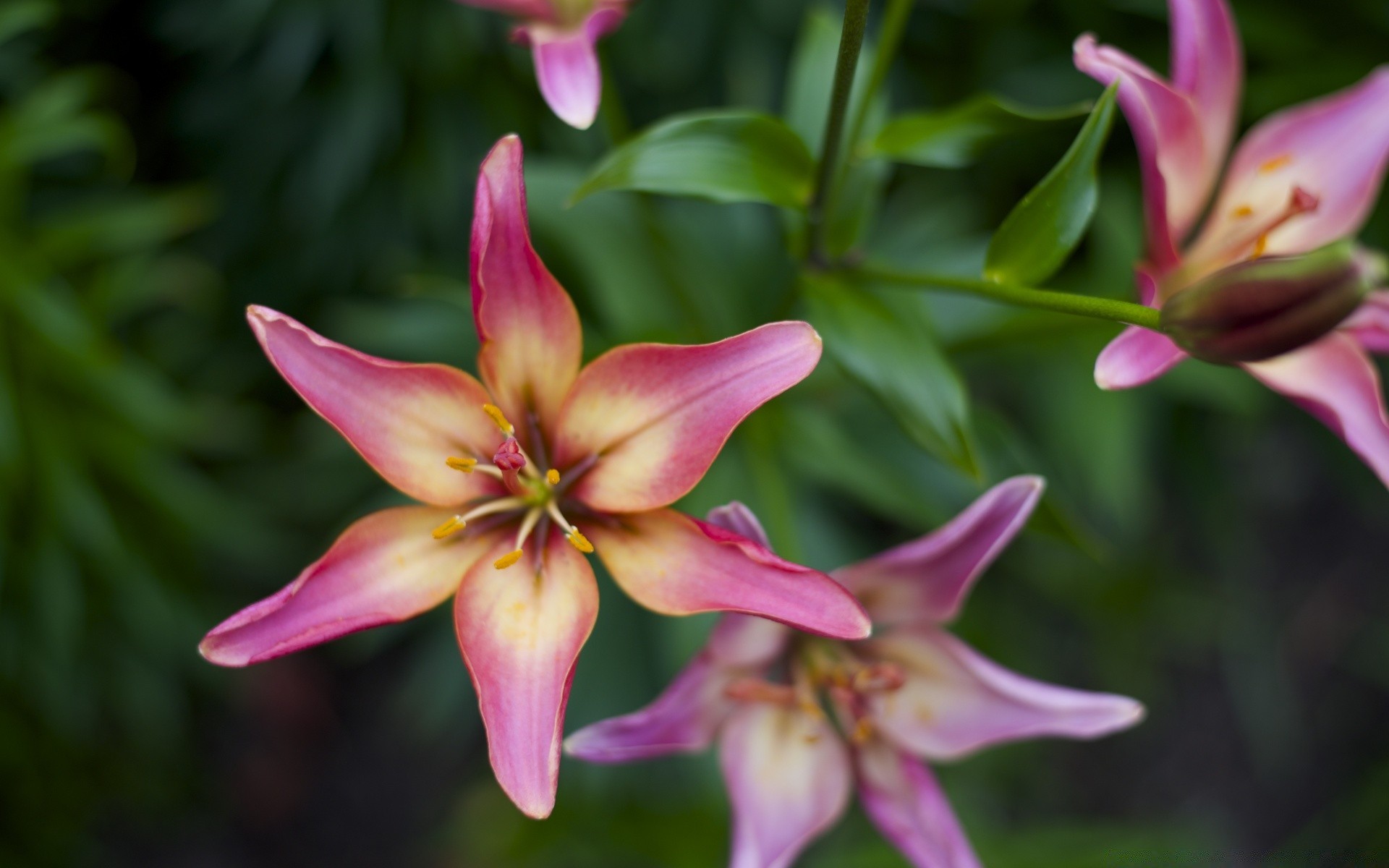 flowers flower nature flora garden leaf summer beautiful petal color floral blooming lily bright tropical close-up