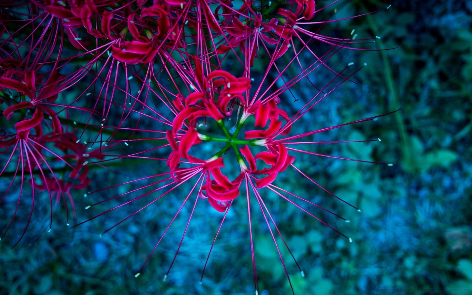 fleurs couleur bureau nature flore fleur belle lumineux abstraite décoration